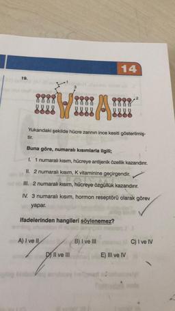 19.
tir.
3
8888
V AH
A) I ve II
Yukarıdaki şekilde hücre zarının ince kesiti gösterilmiş-
14
ifadelerinden hangileri söylenemez?
DY II ve III
8888
Buna göre, numaralı kısımlarla ilgili;
I. 1 numaralı kısım, hücreye antijenik özellik kazandırır.
II. 2 numaralı kısım, K vitaminine geçirgendir.
III. 2 numaralı kısım, hücreye
özgüllük
özgüllük kazandırır.
IV. 3 numaralı kısım, hormon reseptörü olarak görev
yapar.
B) I ve III
2
E) III ve IV
C) I ve IV