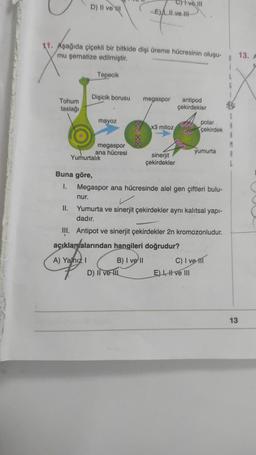 Tohum
taslağı
D) II ve II
11. Aşağıda çiçekli bir bitkide dişi üreme hücresinin oluşu-
mu şematize edilmiştir.
Tepecik
Dişicik borusu
Buna göre,
I.
nur.
mayoz
Yumurtalık
megaspor
ana hücresi
E), II ve III
megaspor
D) II ve
tve III
x3 mitoz
sinerjit
çekirdekler
antipod
çekirdekler
Cod
polar
Co çekirdek
202
Megaspor ana hücresinde alel gen çiftleri bulu-
yumurta
FER
II. Yumurta ve sinerjit çekirdekler aynı kalıtsal yapı-
dadır.
III. Antipot ve sinerjit çekirdekler 2n kromozonludur.
açıklamalarından hangileri doğrudur?
A) Yalnız I
B) I ve II
C) I ve m
E) I, II ve III
B
L
A
A
13
13.
A