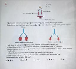 9.
(L) Plastik Balon
Boru
Tipa
Pet Şişe
C) *,
(K) Plastik Balon
Yiğit, solunum sistemi konusuyla ilgili, öğretmeninin verdiği proje ödevini yukarıdaki gibi hazırlıyor.
Buna göre pet şişenin altındaki balonu önce aşağıya doğru çekiyor, daha sonra çektiği balonu serbest bırakıyor.
1. Durum:
II. Durum:
K balonu aşağıya doğru çekildiğinde
K balonu serbest bırakıldığında
1. ve II. durumda balonların aldığı şekil yukanda verilmiştir. Balonların aldığı şekillere göre;
AI. durumda gerçekleşen olay sonucunda, alveollerden kılcal damarlara oksijen (O₂) geçişi olur.
II. durumdaki olay sonucunda akciğerlerin iç basıncının azalması, karbondioksitin (CO₂) vücut dışına çıkmasına
neden olur.
* 1. durumda, kaburgalar arası kaslar kasılırken göğüs boşluğunun hacmi artar.
II. durumda, akciğer içinde bulunan siller sayesinde vücut dışına çıkan havanın nemi artar.
verilen ifadelerden hangileri doğrudur?
A) A. O. *
B) A.,
D) A, O,
E) A, *