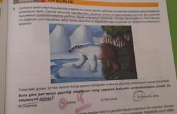BILIMLERİ
9. Canlıların belirli ortam koşullarında yaşama ve üreme şansını arttırmak için kalıtsal özelliklere sahip olmalarına
adaptasyon denir. Canlılar savunma, kamufle olma, avlanma, üreme ve düşmanlardan korunma gibi yaşamsal
faaliyetlerini sürdürebilmelerine yardımcı olacak adaptasyon gösterirler. Örneğin deve kuşlarının hızlı koşmala-
rını sağlayan uzun bacaklara sahip olması savunma ve düşmanlarından korunmak için geliştirilmiş adaptasyon-
lardandır.
Yukarıdaki görsel, bir boz ayısının kutup ayısına dönüşmesi sırasında geçirdiği adaptasyonu temsil etmektedir.
Buna göre boz ayının geçirdiği adaptasyon hangi yaşamsal faaliyetini sürdürebilmesine yönelik bir
adaptasyon olamaz?
A) Avlanma
B) Üreme
C) Korunma
D) Kamufle olma
unnlarla beraber canlının gündelik hayatını belirleyen bir unsurdur. Çevreyi
nun canlılardan değişikliğe uyum sağla-