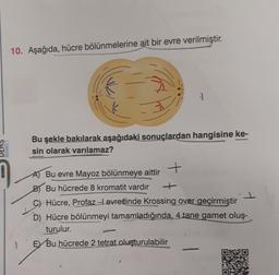 DERS
MARKET
10. Aşağıda, hücre bölünmelerine ait bir evre verilmiştir.
1
1
Bu şekle bakılarak aşağıdaki sonuçlardan hangisine ke-
sin olarak varılamaz?
+
A) Bu evre Mayoz bölünmeye aittir
B) Bu hücrede 8 kromatit vardır
C) Hücre, Profaz-Levresinde Krossing over geçirmiştir
D) Hücre bölünmeyi tamamladığında, 4 tane gamet oluş-
turulur.
EX Bu hücrede 2 tetrat oluşturulabilir