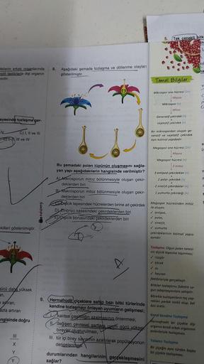 itkilerin erkek organlarında
eşitli faktörlerle dişi organın
sidir,
ayesinde tozlaşma ger-
IV
EN III ve IV
ekilleri gösterilmiştir.
C) I, II ve III
gücü daha yüksek
an,
artıran,
azla artıran
angisinde doğru
|||
X
Y
Y
Kafadengi
8. Aşağıdaki şemada tozlaşma 