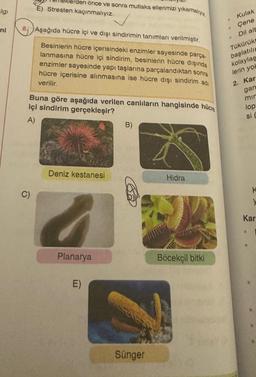 algi
ni
lerden önce ve sonra mutlaka ellerimizi yıkamalıyız
E) Stresten kaçınmalıyız.
8. Aşağıda hücre içi ve dışı sindirimin tanımları verilmiştir.
Besinlerin hücre içerisindeki enzimler sayesinde parça-
lanmasına hücre içi sindirim, besinlerin hücre dışında
enzimler sayesinde yapı taşlarına parçalandıktan sonra
hücre içerisine alınmasına ise hücre dışı sindirim adı
verilir.
Buna göre aşağıda verilen canlıların hangisinde hücre
içi sindirim gerçekleşir?
A)
C)
Deniz kestanesi
Planarya
E)
B)
Sünger
Hidra
Böcekçil bitki
Kulak
Çene
Dil alt
Tükürükt
başlatılın
kolaylaş
lerin yok
2. Kar
gan
mir
lop
si C
K
y
Kar