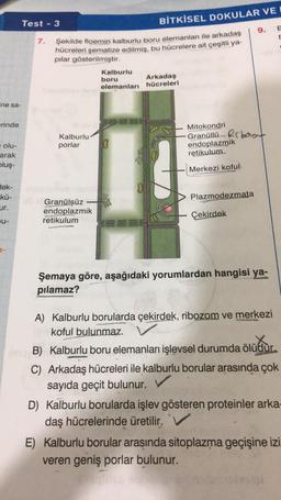 ne sa-
erinde
olu-
arak
bluş-
dek-
kü-
ur.
U-
Test - 3
7.
Şekilde floemin kalburlu boru elemanları ile arkadaş
hücreleri şematize edilmiş, bu hücrelere ait çeşitli ya-
pılar gösterilmiştir.
Kalburlu
porlar
Granülsüz
endoplazmik
retikulum
Kalburlu
boru
BİTKİSEL DOKULAR VEI
Arkadaş
elemanları hücreleri
Pase
3
Mitokondri
Granüllü bont
endoplazmik
retikulum..
Merkezi koful
Plazmodezmata
9.
Çekirdek
Şemaya göre, aşağıdaki yorumlardan hangisi ya-
pılamaz?
A) Kalburlu borularda çekirdek, ribozom ve merkezi
koful bulunmaz.
f
worzo Pakasta
mB) Kalburlu boru elemanları işlevsel durumda ölüdür.
C) Arkadaş hücreleri ile kalburlu borular arasında çok
sayıda geçit bulunur.
D) Kalburlu borularda işlev gösteren proteinler arka
daş hücrelerinde üretilir.
E) Kalburlu borular arasında sitoplazma geçişine izi
veren geniş porlar bulunur.