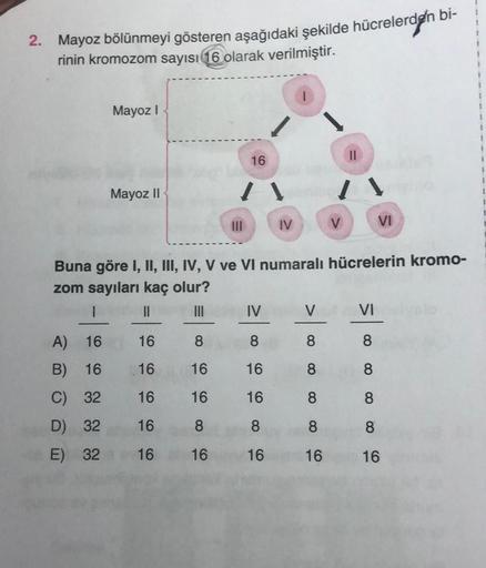 2. Mayoz bölünmeyi gösteren aşağıdaki şekilde hücrelerden bi-
rinin kromozom sayısı 16 olarak verilmiştir.
Mayoz I
A) 16
B) 16
C) 32
D) 32
E) 32
Mayoz II
16
/ V
8
16
16
8
16
IV
Buna göre I, II, III, IV, V ve VI numaralı hücrelerin kromo-
zom sayıları kaç o