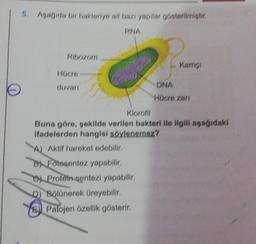 5. Aşağıda bir bakteriye ait bazı yapılar gösterilmiştir.
RNA
Ribozom
Hücre
duvarı
Protein sentezi yapabilir.
Klorofil
Buna göre, şekilde verilen bakteri ile ilgili aşağıdaki
ifadelerden hangisi söylenemez?
A) Aktif hareket edebilir.
D) Fotosentez yapabilir.
D) Bölünerek üreyebilir.
P
DNA
Hücre zarı
Patojen özellik gösterir.
Kamçı