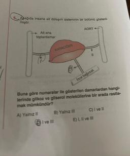 Aşağıda insana ait dolaşım sisteminin bir bölümü gösteril-
miştir.
Alt ana
toplardamar
A) Yalnız II
KARACİĞER
B) Yalnız III
DI ve Ill
AORT
Buna göre numaralar ile gösterilen damarlardan hangi-
lerinde glikoz ve gliserol moleküllerine bir arada rastla-
mak mümkündür?
11
Ince bağırsak
C) I ve II
E) I, II ve III