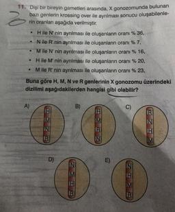 Z
11. Dişi bir bireyin gametleri arasında, X gonozomunda bulunan
bazı genlerin krossing over ile ayrılması sonucu oluşabilenle-
rin oranları aşağıda verilmiştir.
H ile N' nin ayrılması ile oluşanların oranı % 36,
N ile R' nin ayrılması ile oluşanların oranı % 7,
M ile N' nin ayrılması ile oluşanların oranı % 16,
H ile M' nin ayrılması ile oluşanların oranı % 20,
Mile R' nin ayrılması ile oluşanların oranı % 23,
Buna göre H, M, N ve R genlerinin X gonozomu üzerindeki
dizilimi aşağıdakilerden hangisi gibi olabilir?
A)
●
●
IN
D)
B)
IN
M
H
IM
R
IN
E)
NHMB
IN
M
R
IN
H
M