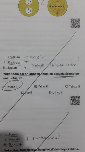 1. Erkek arı
II. Kraliçe arı +
III. İşçi arı
+
Yukarıdaki bal arılarından hangileri eşeysiz üreme so-
nucu oluşur?
(A) Yalnız I
-
XXX
eşeysiz
>eşeyli döllenme sonuu
D) ve II
B) Yalnız II
E) I, II ve III
C) Yalnız III
I. Sperm
II. Yumurta
III. Spor +
Yukarı