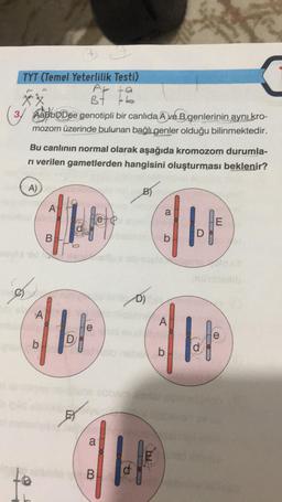 + F
TYT (Temel Yeterlilik Testi)
At ta
Bt
*+^x
3
C
AaBbDDee genotipli bir canlıda A ve B genlerinin aynı kro-
mozom üzerinde bulunan bağlı genler olduğu bilinmektedir.
Bu canlının normal olarak aşağıda kromozom durumla-
ri verilen gametlerden hangisini oluşturması beklenir?
A)
S
A
b
A
B
Lots
Jafete
to
HetPlaye
H
D
a
B
B)
adlo neber
birlins b
mlicstine
a
A
b
D
E
lof