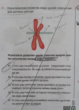 7. Hücre bölünmesi öncesinde oluşan genetik materyal aşa-
ğıda şematize edilmiştir.
" Yordos kramonl
tinctober
Sentromer
ipe
Numaralarla gösterilen yapılar hakkında aşağıda yapı-
lan yorumlardan hangisi doğru değildir?
A) nolu yapı karbonhidrat ve protein bileşiminden oluş-
muş kinetokordur. Bu yapı, iğ ipliklerine tutunmada gö-
rev alır
BI nolu yapı kardeş kromatidler olarak tanımlanır ve üzer-
lerindeki genler birbirinin aynısıdır.
C) III nolu yapı sentromer olarak tanımlanır ve kardeş kro-
matitlerin birbirine tutunma noktası olarak bilinir.
DY III nolu yapı hem bitki ve hayvan hücrelerinin mitozun-
da ortak olarak oluşur.
E) IV nolu yapı kardeş kromatitlerin birbirinden ayrılması-
na yardım olan iğ ipliğidir.
DERS
MARKET
V
10