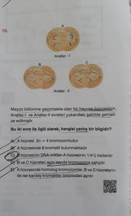 10.
B
A
Anafaz - I
=
Anafaz - II
Mayoz bölünme geçirmekte olan bir hayvan hücresinin,
Anafaz-l ve Anafaz-ll evreleri yukarıdaki şekilde şemati-
ze edilmiştir.
Bu iki evre ile ilgili olarak, hangisi yanlış bir bilgidir?
C
4 kromozomludur
A) A hücresi 2n
BY A hücresinde 8 kromatit bulunmaktadır
C) hücresinin DNA miktarı A hücresinin 1/4'ü kadardır
DY B ve C hücreleri aynı sayıda kromozoma sahiptir
A hücresinde homolog kromozomlar, B ve G hücrelerin-
de ise kardeş kromatitler birbirinden ayrılır