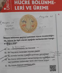 ÜNİTE
HÜCRE BÖLÜNME-
LERİ VE ÜREME
✓ muyozu 20
olonlar
genirebilir.
Moyozda dur
4 kromozom
2n = 8 kremozemlu bir hücredir
20= 4
Mayoz bölünme geçiren şekildeki hücre incelendiğin-
de, hücre ile ilgili olarak aşağıda verilenlerden hangi-
si doğru olur?
B) Bir hayvanın karaciğer hücresi olabilir
Bu evrede kardeş kromatit ayrılması gerçekleşir
4.
(Homolog
vromstr
oynimosi
D) Bu hücre bölünmesini tamamladığında kesinlikle kalıt-
sal özellikleri birbirinden farklı dört hücre oluşur
E) Bu hücre ökaryot canlılara aittir.