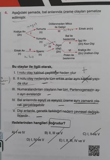 4. Aşağıdaki şemada, bal arılarında üreme olayları şematize
edilmiştir.
hoto
7031
MARKET
Kraliçe Arı
(2n)
Erkek Arı
(n)
mayor
11
mitoz
Yumurta
(n)
Yumurta
(n)
Dollarme
IV
Sperm
(n)
Döllenmeden Mitoz
ile Gelişir
mitoz
Bal ile
beslenme
V
Aive IV
D) I, IV ve 