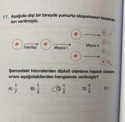 11. Aşağıda dişi bir bireyde yumurta oluşumunun basamak-
ları verilmiştir.
İnterfaz
A)
B)
Mayoz I
Şemadaki hücrelerden diploit olanların haploit olanlara
oranı aşağıdakilerden hangisinde verilmiştir?
1
3
Mayoz II
1
2
D)
3
O
5
E) 1