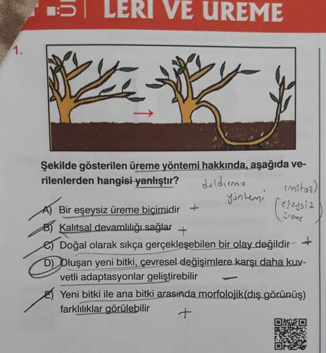 1.
LERI VE UREME
y
Şekilde gösterilen üreme yöntemi hakkında, aşağıda ve-
rilenlerden hangisi yanlıştır?
daldırma
yöntemi
(mitoz)
eşeysiz
Srene
Bir eşeysiz üreme biçimidir +
B) Kalıtsal devamlılığı sağlar +
Doğal olarak sıkça gerçekleşebilen bir olay değil