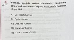 3. İnsanda, aşağıda verilen hücrelerden hangisinin
bölünmesi sonucunda haploit kromozomlu hücreler
oluşabilir?
A) Döl yatağı hücresi
B) Epitel hücresi
C) Düz kas hücresi
D) Karaciğer hücresi
E) Yumurta ana hücresi
nor