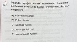 3. İnsanda, aşağıda verilen hücrelerden hangisinin
bölünmesi sonucunda haploit kromozomlu hücreler
oluşabilir?
A) Döl yatağı hücresi
B) Epitel hücresi
C) Düz kas hücresi
D) Karaciğer hücresi
E) Yumurta ana hücresi
nor