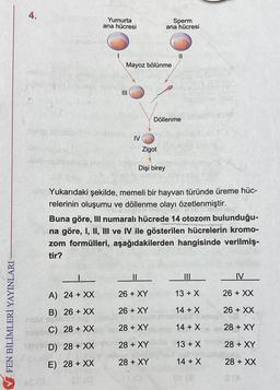 ✔FEN BİLİMLERİ YAYINLARI
4.
axton
Yumurta
ana hücresi
A) 24 + XX
B) 26+XX
C) 28+ XX
VED) 28 + XX
E) 28+ XX
Sta
AS (3
Mayoz bölünme
|||
IV
Zigot
Sperm
ana hücresi
Dişi birey
Döllenme
AND Yukarıdaki şekilde, memeli bir hayvan türünde üreme hüc-
relerinin oluşumu ve döllenme olayı özetlenmiştir.
||
||
26 + XY
26 + XY
28 + XY
28 + XY
28 + XY
Buna göre, III numaralı hücrede 14 otozom bulunduğu-
na göre, I, II, III ve IV ile gösterilen hücrelerin kromo-
zom formülleri, aşağıdakilerden hangisinde verilmiş-
tir?
|||
13 + X
14 + X
VYSH
14 + X
13 + X
14 + X
Or (8
IV
26 + XX
26 + XX
28 + XY
28 + XY
SEE
28 + XX
0 (A