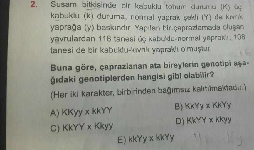 2.
Susam bitkisinde bir kabuklu tohum durumu (K) üç
kabuklu (k) duruma, normal yaprak şekli (Y) de kıvrık
yaprağa (y) baskındır. Yapılan bir çaprazlamada oluşan
yavrulardan 118 tanesi üç kabuklu-normal yapraklı, 108
tanesi de bir kabuklu-kıvrık yapraklı ol