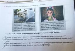 FEN BİLİMLERİ
BOLU
19. Aşağıdaki iki haberde iki farklı canlıda görülen değişimlerden bahsedilmektedir.
Padaung kabilesi kadınlarının kullandığı
boyun halkaları köprücük kemiği ve kabur-
gaları aşağı itiyor. Kemikler aşağı indikçe
halkalar yenileriyle değiştiriliyor ancak za-
manla boyun kasları zayıflıyor.
2012 yıllında Guiness Rekorlar Kitabı'na
giren Frank ve Lui lakaplı kedinin 3 göz,
2 burun ve 2 ağzı bulunmaktadır. Yaşama
şansı çok düşük olan bu çift başlı kedi 15
yaşına kadar hayatını devam ettirdi.
Verilen haberlerde canlılarda görülen değişimlerle ilgili aşağıdaki yargılardan hangisi doğrudur?
A Frank ve Lui lakaplı kedinin 3 gözlü olması genlerinin yapısında meydana gelen değişim sonucu oluşmuştur.
B) Padaung kabilesi kadınlarından boyun halkası kullananların kaslarının zayıflaması genlerin işleyişinde bir değişim oluşturma-
mıştır.
Frank ve Lui lakaplı kedinin 2 burun ve 2 ağızlı olması DNA'sının aynı gen bölgesinde meydana gelen bozulma sonucudur.
DPadaung kabilesi kadınlarının doğan kız çocukları da zayıf kas özelliğine sahiptir.