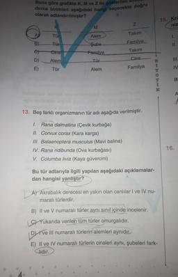 Buna göre grafikte K, M ve Z ile gösterilen
dırma birimleri aşağıdaki hangi seçenekte doğru
olarak adlandırılmıştır?
e)
D)
E)
K
Tür
Tür
Cins
Alem
Tür
M
Alem
Şube
Familya
Tür
Alem
Z
Takım
Familya
Takım
Cins
Familya
13. Beş farklı organizmanın tür adı aşağıda verilmiştir.
I. Rana dalmatina (Çevik kurbağa)
II. Corvux corax (Kara karga)
III. Balaenoptera musculus (Mavi balina)
IV. Rana ridibunda (Ova kurbağası)
V. Columba livia (Kaya güvercini)
BITCHIN
Bu tür adlarıyla ilgili yapılan aşağıdaki açıklamalar-
dan hangisi yanlıştır?
B) II ve V numaralı türler aynı sınıf içinde incelenir.
C)Yukarıda verilen tüm türler omurgalıdır.
Dve
ve
III numaralı türlerin alemleri aynıdır.
Y
A) Akrabalık derecesi en yakın olan canlılar I ve IV nu-
maralı türlerdir.
15. Krc
niz
K
E) II ve IV numaralı türlerin cinsleri aynı, şubeleri fark-
Clidir.
1.
11.
IV
ifa
16.
A
1