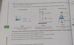 TEST 1
HOCA KA
3. Bilgi: Fiziksel değişim maddelerin sadece görünüşünde meydana gelirken, kimyasal değişim maddelerin hem iç yapiting
hem de dış görünüşünde meydana gelir.
Aşağıda K, L ve M deney düzenekleri ve bu düzeneklerde meydana gelen bazı gözlem sonuçları verilmiştir.
M Deney Düzeneği
K Deney Düzeneği
Su
Sofra tuzu Kaşık
Gözlem
Tuz suyun içine atılarak karıştırıldığında
suyun içinde dağılıyor.
L Deney Düzeneği
→ Asit çözetisi
→ Balon
A Acañida bazı maddelerde meydana gelen değişimler verilmiştir.
Metal parçaları
Gözlem
Metal parçalarının üzerine asit çözeltisi
damlatıldığında balon şişti. Kap ısındı.
Balon
→Su
5
Ispirto ocağ
Gözlem
Su Isıtılmaya başlanınca balon şişi
Kap ısındı.
Periyod
Aşağıd
Buna göre, deney düzeneklerinde meydana gelen değişimler ile ilgili aşağıdaki yorumlardan hangisi yapılamaz?
A) Asit çözeltisi metal parçalarını kimyasal değişime uğratmıştır.
B) Tuz ve su karıştığında oluşan çözelti hem tuz hem de suyun özelliklerini gösterir.
C) K ve M düzeneklerinde fiziksel değişim meydana gelmiştir.
D) Bir deneyde gaz çıkışı ve ısınma varsa kimyasal tepkime meydana gelmiştir.
Bu
A)
B
6.
D