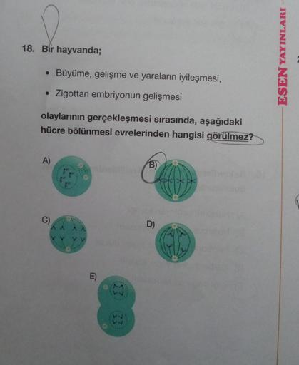 18. Bir hayvanda;
• Büyüme, gelişme ve yaraların iyileşmesi,
• Zigottan embriyonun gelişmesi
olaylarının gerçekleşmesi sırasında, aşağıdaki
hücre bölünmesi evrelerinden hangisi görülmez?
A)
E)
B)
D)
ESEN YAYINLARI -