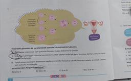 9.
/
Üremeye
katılmayan
yumurta
hücreleri
Üremeye
katılan
yumurta
hücresi
X
x
XX
(18)
Yukarıdaki görselden de yararlanılarak yumurta hücresi üretimi hakkında;
Dişi üreme sisteminde tüm yumurta hücreleri mayoz bölünme ile üretilir.
II. Üremeye katılmayan yumurta hücrelerinin kalıtsal yapıları birbiriyle aynı, üremeye katılan yumurta hücre-
sinden ise farklıdır.
Dişi Üreme
Sistemi
III. Eşeyli üreyen canlıların kromozom sayılarının nesiller boyunca sabit kalmasının sebebi üremeye katılma-
yan yumurta hücreleridir.
yorumlarından hangileri yapılamaz?
A) Yalnız II
B) Yalnız III
C) II ve III
FENOMEN
D) I, II ve ttt
Hatalı olduğu
işlem A: I ve I
İşlem C: V ve
Tablonun tar
A) A ve B
12. Anne karn
Anne
bebeği
Gelis
geçe
Buna gö
1. 40 h
II. 40 b
III. Haf
yorum
A) Yal