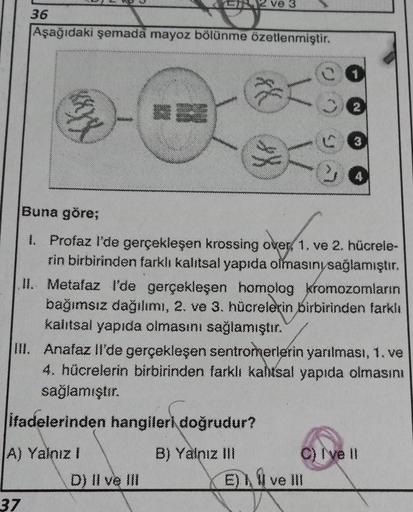 36
Aşağıdaki şemada mayoz bölünme özetlenmiştir.
***
37
ve 3
ifadelerinden hangileri doğrudur?
A) Yalnız !
B) Yalnız III
1
Buna göre;
I. Profaz l'de gerçekleşen krossing over, 1. ve 2. hücrele-
rin birbirinden farklı kalıtsal yapıda olmasını sağlamıştır.
D