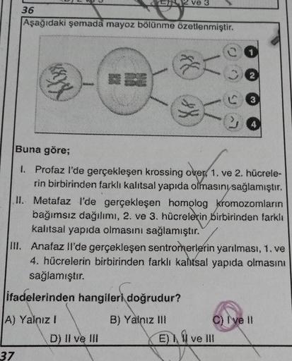 36
Aşağıdaki şemada mayoz bölünme özetlenmiştir.
***
37
ve 3
ifadelerinden hangileri doğrudur?
A) Yalnız !
B) Yalnız III
1
Buna göre;
I. Profaz l'de gerçekleşen krossing over, 1. ve 2. hücrele-
rin birbirinden farklı kalıtsal yapıda olmasını sağlamıştır.
D