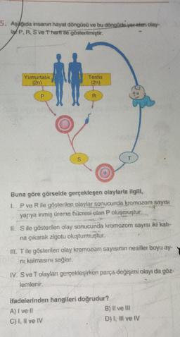 5. Aşağıda insanın hayat döngüsü ve bu döngüde yer alan olay-
la P, R, S ve Tharfi ile gösterilmiştir.
Yumurtalık
(2n)
.
P
S
Testis
(2n)
R
Buna göre görselde gerçekleşen olaylarla ilgili,
I. P ve R ile gösterilen olaylar sonucunda kromozom sayısı
yanıya inmiş üreme hücresi clan P oluşmuştur.
II. S ile gösterilen olay sonucunda kromozom sayısı iki katı-
na çıkarak zigotu oluşturmuştur.
III. T ile gösterilen olay kromozom sayısının nesiller boyu ay-
ni kalmasını sağlar.
IV. S ve Tolaylar gerçekleşirken parça değişimi olayı da göz-
lemlenir.
ifadelerinden hangileri doğrudur?
A) I ve II
C) I, II ve IV
B) Il ve Ill
D) I, II ve IV