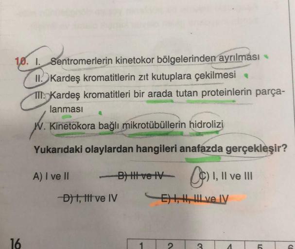 10. I. Sentromerlerin kinetokor bölgelerinden ayrılması
II. Kardeş kromatitlerin zıt kutuplara çekilmesi
III. Kardeş kromatitleri bir arada tutan proteinlerin parça-
lanması
W. Kinetokora bağlı mikrotübüllerin hidrolizi
Yukarıdaki olaylardan hangileri anaf