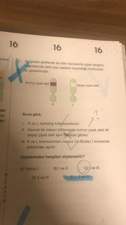 erlere
u
eşit
in-
eri
BL
Y
ONHN
K
16
16
16
11. Aşağıdaki şekillerde bir bitki hücresinde çiçek renginin
oluşmasında etkili olan alellerin bulunduğu kromozom-
lar gösterilmiştir.
Kırmızı çiçek aleli
Buna göre,
K
A) Yalnız I
L
1. K ve L homolog kromozomlardır.
II. Normal bir mayoz bölünmede kırmızı çiçek aleli ile
beyaz çiçek aleli aynı hocreye gitmez.
D) II ve III
Beyaz çiçek aleli
III. K ve L kromozomları mayoz l'in anafaz I evresinde
birbirinden ayrılır.
ifadelerinden hangileri söylenebilir?
C
E) I, II ve III
B) I ve II
2
I ve III