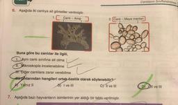 6. Aşağıda iki canlıya ait görseller verilmiştir.
1.
Canlı - Amip
2. Canlı - Maya mantarı
Buna göre bu canlılar ile ilgili,
Aynı canlı sınıfına ait olma
11. Mikroskopla incelenebilme
HH. Diğer canlılara zarar verebilme
durumlarından hangileri ortak özellik olarak söylenebilir?
AYalnız II
B) I ve III
C) II ve III
Canlıların Sınıflandırılması
7. Aşağıda bazı hayvanların isimlerinin yer aldığı bir tablo verilmiştir.
D) Il ve III
