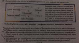 15. Biyoteknolojinin diğer bilimler ile bağlantısını gösteren bir şema aşağıdaki gibi hazırlanmıştır.
Biyoteknoloji, genetik mühendisliği çalışmaları sonu-
cunda oluşan yapıdan endüstri yolu ile farklı ürünler
elde edilmesi anlamına gelir. Başka bir ifade ile bi-
yoteknoloji, genetik mühendisliği çalışmalarını araç
olarak kullanan yöntemlerin bütünüdür. Genetik mü-
hendislerin yaptığı gen tedavisi, bir canlıdan alınan
genin başka bir canlıya aktarılması ve canlıların
klonlanması gibi çalışmalar biyoteknoloji ile ilişkilidir.
Genetik Mühendisliği
Mühendislik Bilimleri
Biyoloji
Biyoteknoloji
Kimya Mühendisliği
Biyokimya
Kimya
Verilen bilgiler ve şemaya göre aşağıdaki yorumlardan hangisinin doğruluğuna ulaşılabilir?
DNA'nın bir bölümündeki geninin alınıp başka bir canlıya aktarılması olayı biyoteknoloji ile ilişkilidir.
Insanda insülin üretimini sağlayan genin, bir bakteriye aktarılması biyoteknolojinin çalışma alanı
iken genleri değiştirilmiş bakteriden insülin hormonu üretmek genetik mühendisliği çalışma alanıdır.
C) Turşu, peynir ve hamur yapımı gibi çalışmalar kimya bilimi ile geleneksel biyoteknoloji ilişkili üretim
olaylarıdır.
Ateş böceğinin ışık saçma geninin tütün bitkisine aktarılması sonucu tütün bitkisi ışık saçmaktadır.
Bu çalışma sürecinde genetik mühendisleri ve biyokimya uzmanları birlikte çalışmaktadır.