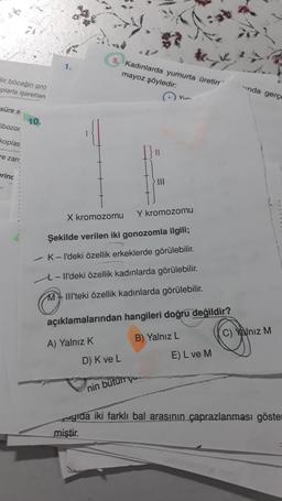 Bir böceğin pro
plarla işaretlen
süre s
ibozor
koplas
re zan
erinc
-
10.
5. Kadınlarda yumurta üretim
mayoz şöyledir:
} 111
Yur
X kromozomu
Y kromozomu
Şekilde verilen iki gonozomla ilgili;
K-l'deki özellik erkeklerde görülebilir.
-Il'deki özellik kadınlarda görülebilir.
MIIl'teki özellik kadınlarda görülebilir.
D) K ve L
nin bütürge
açıklamalarından hangileri doğru değildir?
A) Yalnız K
B) Yalnız L
E) L ve M
inda gerçe
C) Yalnız M
gıda iki farklı bal arasının çaprazlanması göster
miştir.