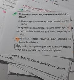 II. Hücre zarınc
moleküllerinder
A) Yalnız
tta
6.
Acnx..
5.
1. Oosit
Mayoz I
si
inde
Kalıtım (Gamet Çeşitleri-Can
Tek L
Eş baskınlık ile ilgili aşağıdakilerden hangisi doğru
olmaz?
A) Sadece diploit bireylerde eş baskın fenotipli bireyler
görülür.
raz-
\B) Eş baskın genlerin fenotipe yansıma etkileri aynıdır. it
C) Tam baskınlık durumuna göre fenotip çeşidi sayısı
artar.
D) Eş baskın fenotipli ebeveynin bütün çocukları eş
baskın fenotipli olur.
E) Eş baskın fenotipli olmayan farklı özellikteki ebevey-
nin bütün çocukları eş baskın fenotipli olur.
grda iki farklı bal arasının çaprazlanması gösteril-
miştir.
de
Yaln