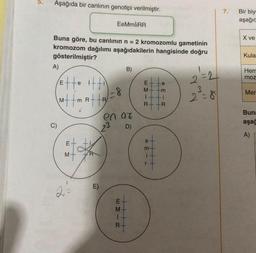 5.
Aşağıda bir canlının genotipi verilmiştir.
Buna göre, bu canlının n = 2 kromozomlu gametinin
kromozom dağılımı aşağıdakilerin hangisinde doğru
gösterilmiştir?
A)
Ette itti
Mtt matt B R
R
M
R
E)
EeMmiiRR
1-8
23
en az
D)
EM
B)
M
i
R
EM
e
i
R -R
13@
m
++++
-m
E
H
-
2=2
3
2=8
7.
Bir biy
aşağıc
X ve
Kula
Hem
moz
Mer
Buna
aşağ
A)