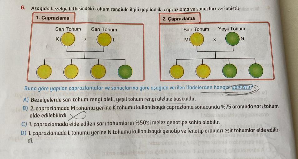 6. Aşağıda bezelye bitkisindeki tohum rengiyle ilgili yapılan iki çaprazlama ve sonuçları verilmiştir.
1. Çaprazlama 0:08
2. Çaprazlama
Sarı Tohum
K
X
Sarı Tohum
008
L
Sarı Tohum
M
/bso
X
Yeşil Tohum
N
Buna göre yapılan çaprazlamalar ve sonuçlarına göre aş