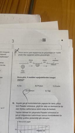 bir inorganik
rasında
epkimeleri"
imler
ina ise
on
ve V
3
17. Hücre zarının şekil değiştirmesi ile gerçekleşen bir madde
geçişi olayı aşağıdaki şekilde gösterilmiştir.
09
000
%%
Salgı
kofulu
20
A) Su
Hücre
zari
000
000
00 0
0.00⁰
D) Hormon
Hücre
zari
Buna göre, X maddesi aşağıdakilerden hangisi
olamaz?
B) Protein
X
maddesi
2005
E) Yağ
18. Kayalık gel-git komünitelerinde yaşayan bir deniz yıldızı
türü Pisaster ochraceus, güçlü bir rakip ve dominant bir tür
olan Mytilus californianus isimli midye ile beslenir.
Yapılan bilimsel bir çalışmada Pisaster ochraceus'un
gel-git bölgesinden kaldırılması sonucu komünitedeki tür
çeşitliliği grafikte gösterildiği gibi olmuştur.
+ Mevcut tür çeşidi
HH:
Pisaster var
C) Enzim