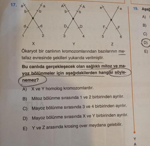 17.
at
bx
9
Xo
F.
01
e
N
F
X
Y
Ökaryot bir canlının kromozomlarından bazılarının me-
tafaz evresinde şekilleri yukarıda verilmiştir.
WIGNIUND
Bu canlıda gerçekleşecek olan sağlıklı mitoz ve ma-
yoz bölünmeler için aşağıdakilerden hangisi söyle-
nemez?
A) X