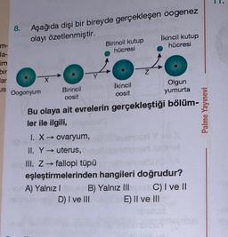 É
m-
la-
im
bir
lar
US
8.
Aşağıda dişi bir bireyde gerçekleşen oogenez
olayı özetlenmiştir.
Oogonyum
X
Birincil
oosit
Y
Birincil kutup
hücresi
D) I ve III
İkincil
oosit
B) Yalnız III
Z
Bu olaya ait evrelerin gerçekleştiği bölüm-
ler ile ilgili,
I. X→ ovaryum,
II. Y ->>> uterus,
III. Z → fallopi tüpü
eşleştirmelerinden hangileri doğrudur?
A) Yalnız I
İkincil kutup
hücresi
Olgun
yumurta
E) II ve III
C) I ve II
Palme Yayınevi