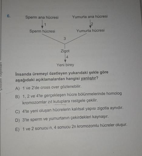 6.
Sperm ana hücresi
Sperm hücresi
Zigot
Yumurta ana hücresi
Yumurta hücresi
Yeni birey
İnsanda üremeyi özetleyen yukarıdaki şekle göre
aşağıdaki açıklamalardan hangisi yanlıştır?
A) 1 ve 2'de cross over gözlenebilir.
B) 1, 2 ve 4'te gerçekleşen hücre bölü