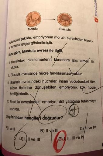 Morula
Blastula
Yukarıdaki şekilde, embriyonun morula evresinden blastu-
la evresine geçişi gösterilmiştir.
Buna göre, blastula evresi ile ilgili,
I. Moruladaki blastomerlerin kenarlara göç etmesi ile
A) I ve II
✔FEN BİLİME
oluşur.
II. Blastula evresinde h