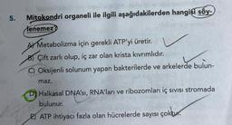 5.
3dww.nhalersil
Mitokondri organeli ile ilgili aşağıdakilerden hangisi söy-
lenemez?
A Metabolizma için gerekli ATP'yi üretir.
C
Çift zarlı olup, iç zar olan krista kıvrımlıdır.
C) Oksijenli solunum yapan bakterilerde ve arkelerde bulun-
maz.
Halkasal DNA'sı, RNA'ları ve ribozomları iç sıvısı stromada
bulunur.
E) ATP ihtiyacı fazla olan hücrelerde sayısı çoktur.