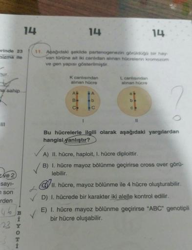 erinde 23
mizma ile
nur.
na sahip
III
ve 2)
sayı-
n son
rden
46 B
BAMOEH
23 Y
0
14
14
11. Aşağıdaki şekilde partenogenezin görüldüğü bir hay-
van türüne ait iki canlıdan alınan hücrelerin kromozom
ve gen yapısı gösterilmiştir.
K canlısından
alınan hücre
A
