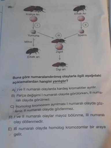 20
Kraliçe An
Yumurta
Mitoz
4
Erkek arı
|||
Zigot
Dişi arı
4
Erkek An
Sperm
Buna göre numaralandırılmış olaylarla ilgili aşağıdaki
açıklamalardan hangisi yanlıştır?
A) We
ve Il numaralı olaylarda kardeş kromatitler ayrılır.
B) Parça değişimi I numaralı ola