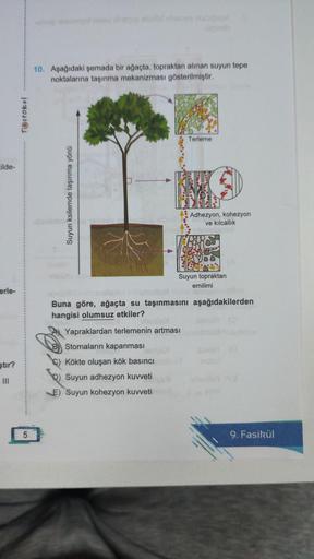 ilde-
erle-
stir?
=
Testokul
5
10. Aşağıdaki şemada bir ağaçta, topraktan alınan suyun tepe
noktalarına taşınma mekanizması gösterilmiştir.
Suyun ksilemde taşınma yönü
expon
Terleme
Adhezyon, kohezyon
ve kılcallık
Suyun topraktan
emilimi
Yapraklardan terle