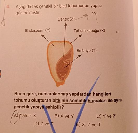 4. Aşağıda tek çenekli bir bitki tohumunun yapısı
gösterilmiştir.
Endosperm (Y)
Çenek (Z)
D) Z ve T
Tohum kabuğu (X)
Buna göre, numaralanmış yapılardan hangileri
tohumu oluşturan bitkinin somatik hücreleri ile aynı
genetik yapıya sahiptir?
A) Yalnız X
Embr